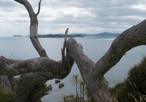 Neat Pohutakawa tree