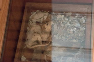 Mummified rat found during restoration. The different era's of rats provided a 'time capsule' - one had made a nest from a dated newspaper.