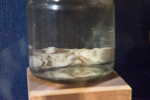 This is pretty gross, a whale embryo.