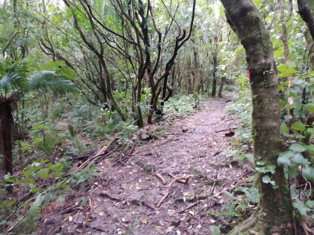 Nikau creek, turnoff for the baitline